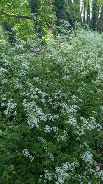 cow parsley with green leaf - cow parsley imagens e fotografias de stock