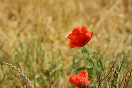 In spring, poppy flowers bloom within the agricultural fields.