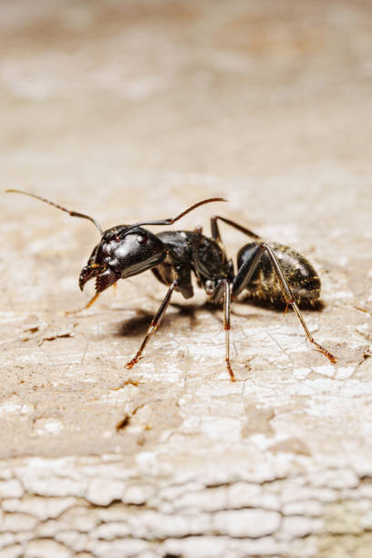 istock close-up. A black woodworm ant on the surface of a tree. 1569967186