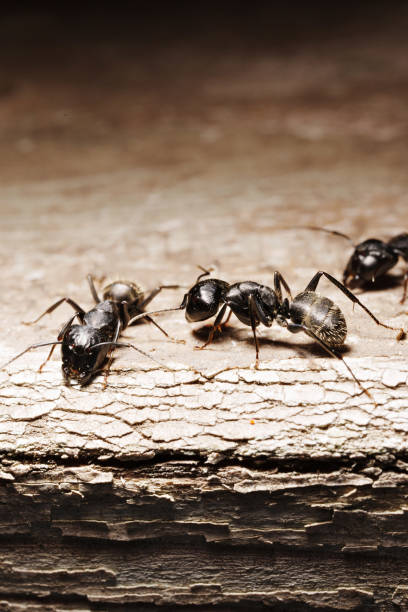 istock close-up. A black woodworm ant on the surface of a tree. 1569968279