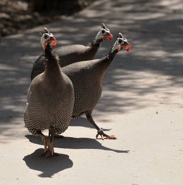 istock Helmeted Guinea fowl 1569970456