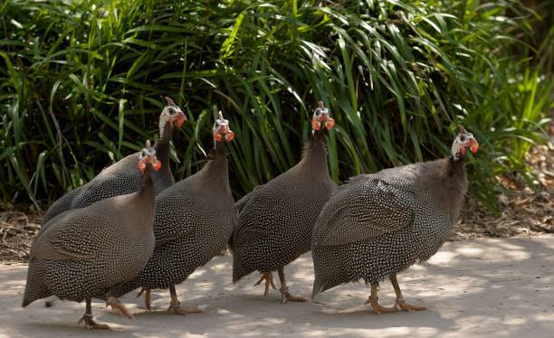 istock Helmeted Guinea fowl 1569970461