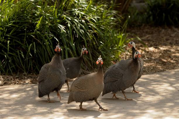 Helmeted Guinea fowl