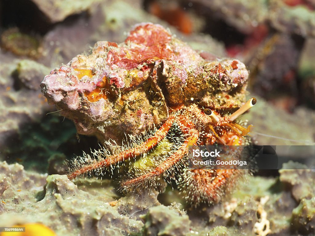 Волосаты�й красный Рак-отшельник - Стоковые фото Celebes Sea роялти-фри