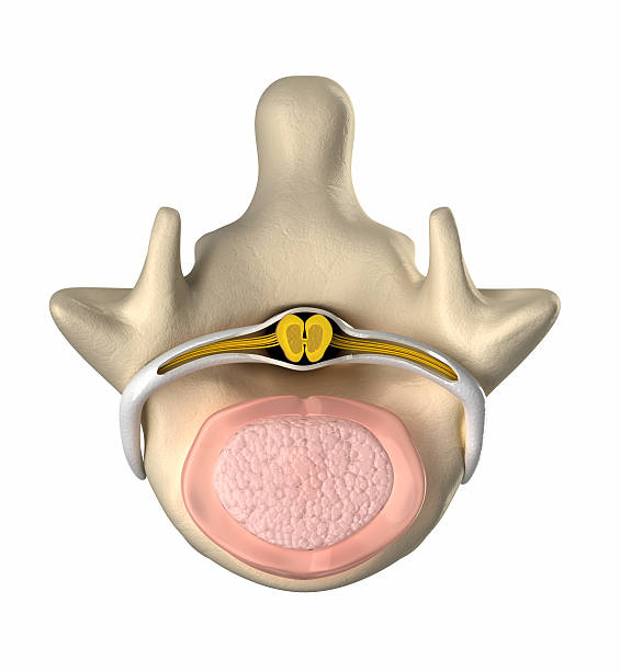 Human intervertebral disc cross-section stock photo