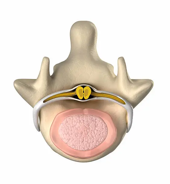 Photo of Human intervertebral disc cross-section