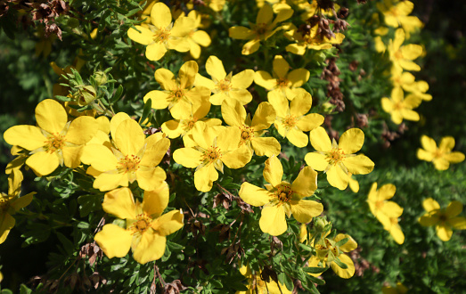 closeup of yellow primroses on white background