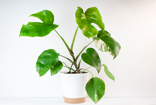 Mature Monstera Albo trendy house plant on the white background. Plant in a white pot