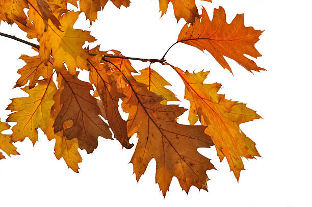istock oak leaves in autumn 156999560