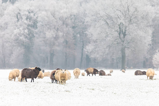 istock Dutch sheep in a winter landscape 156999563