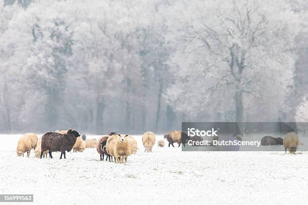 Dutch Sheep In A Winter Landscape Stock Photo - Download Image Now - Agricultural Field, Agriculture, Animal