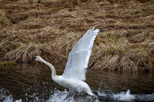 Mute Swan (Cygnus olor) running on river bank near River Danube in Zemun, Belgrade,Serbia.