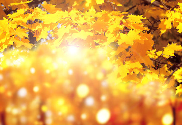 istock Calm fall season. Maple tree leaves on sunny beautiful nature autumn background. Horizontal autumn banner with  Maple leaf of orange and yellow color 1570009643