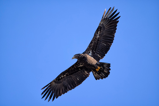 Bald Eagle leaping into flight from perch, in the Yellowstone Ecosystem in western USA of North America. Nearest cities are Denver, Colorado, Salt Lake City, Jackson, Wyoming, Gardiner, Cooke City, Bozeman, and Billings, Montana,