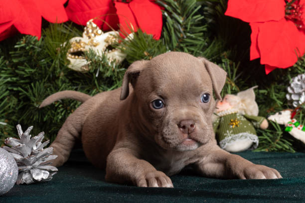 Little cute American Bully puppy lying next to a Christmas tree and poinsettia flowers. Christmas and New Year for pets Little cute American Bully puppy lying next to a Christmas tree and poinsettia flowers. Christmas and New Year for pets. Holiday for pets. Waiting for a miracle american bully dog stock pictures, royalty-free photos & images