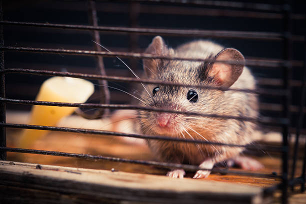 istock mice caught in the cage mousetrap 157001841