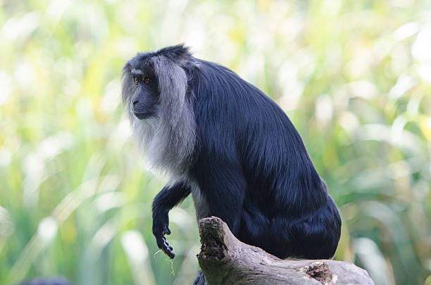 Lion-tailed macaque stock photo