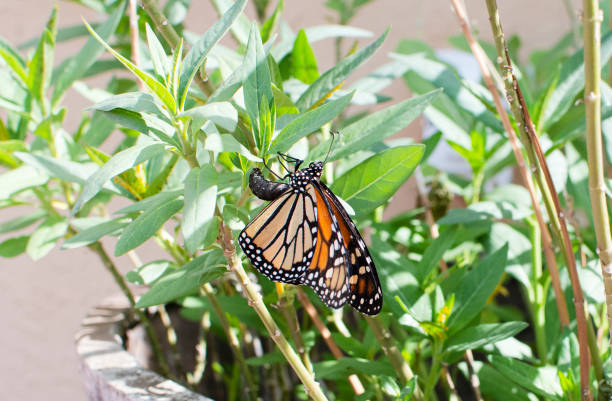 Female Monarch butterfly laying an egg on the underside of a milkweed plant leaf