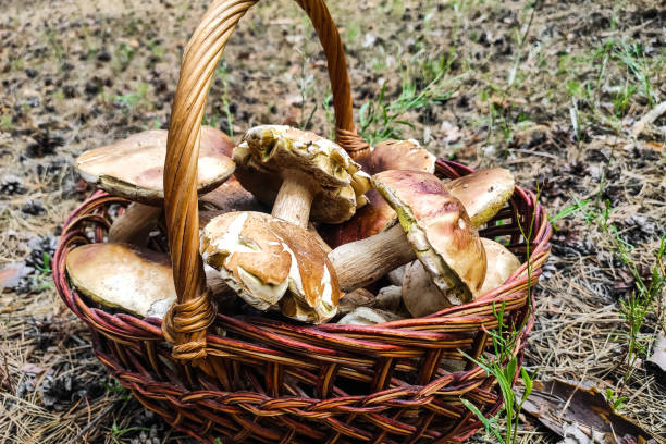 istock A large Boletus edulis mushroom in a mushroom picker's basket. 1570035430