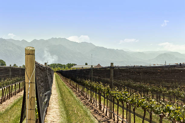 istock Netting anti-hail in vineyard 157004070
