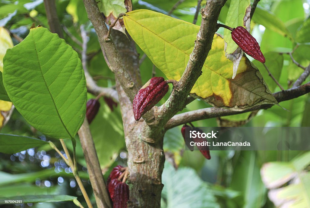 Planta de chocolate con frutas. - Foto de stock de México libre de derechos