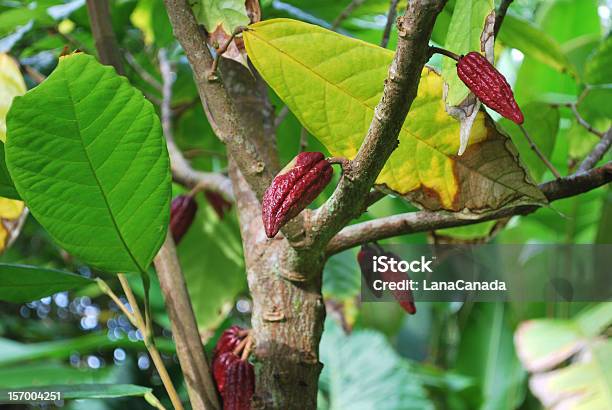 Planta De Chocolate Con Frutas Foto de stock y más banco de imágenes de México - México, Árbol, Árbol de cacao