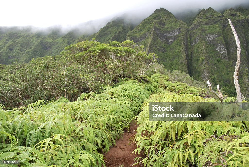 Senda de excursionismo en islas de Hawai - Foto de stock de Aire libre libre de derechos