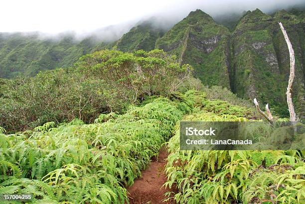 Senda De Excursionismo En Islas De Hawai Foto de stock y más banco de imágenes de Aire libre - Aire libre, Belleza de la naturaleza, Bosque