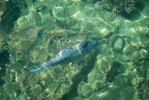 Tropical Fish seen from the surface in Hawaii