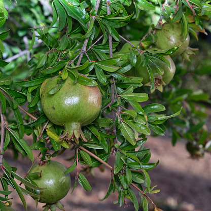 pomegranate growth on the tree