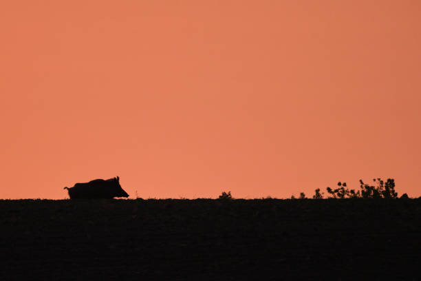 istock Silhouette of a wild boar 1570062154