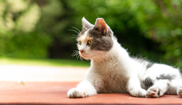 istock Looking Side Tipped Ear Outdoor Alley Cat 1570063310