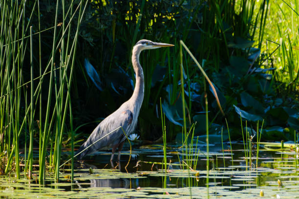 istock Great Blue Heron standing in the lake grass 1570064962