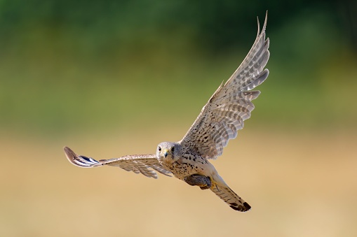 A Common kestrel bird flying on the background of trees