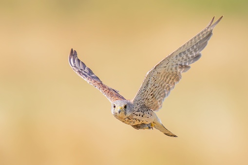 A common kestrel soars over a dry, barren landscape, its wings spread wide as it glides gracefully through the air