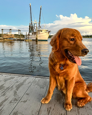 Golden retriever enjoying the day on a May River dock in Bluffton, South Carolina.