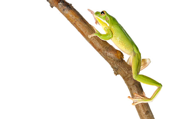 istock White Lipped Tree Frog - Litoria Infrafrenata 157007207