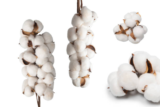 istock Cotton flower branch isolated on white background. 1570072249