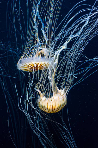 istock Pacific Sea Nettles 1570076035