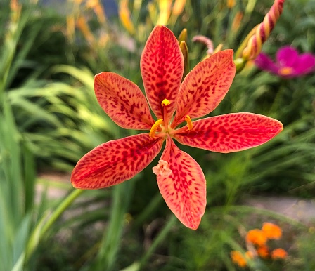 Close up of orange blackberry lily iris