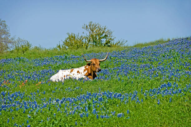 istock Texas Longhorn Steer in Wild Flowers 1570076622