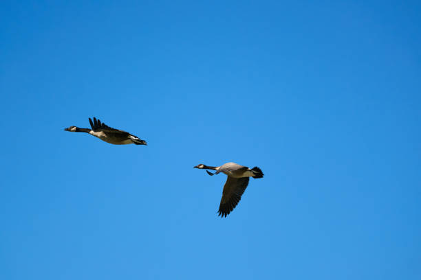 Canadian Geese flying through the blues sky, wings up and wings down