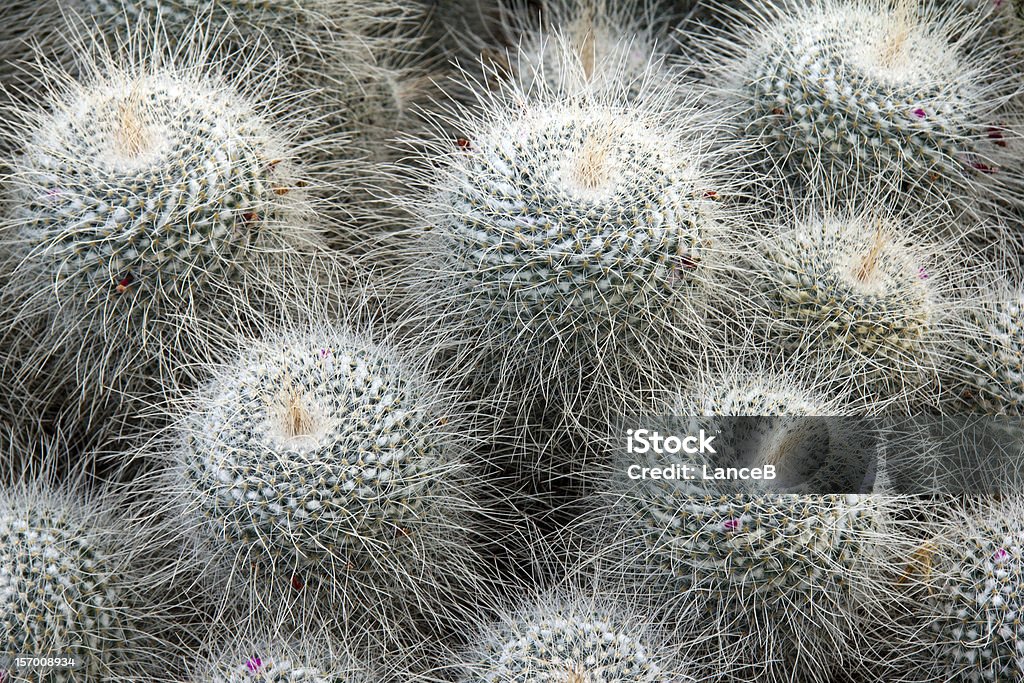 Exotic cacti Spiky grouping of exotic snowy-coloured cacti in Kew Gardens Cactus Stock Photo