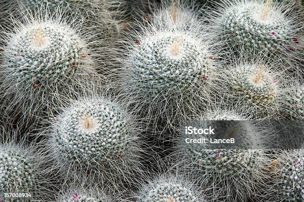 Exotic Cacti Stock Photo - Download Image Now - Cactus, Flower, Horizontal
