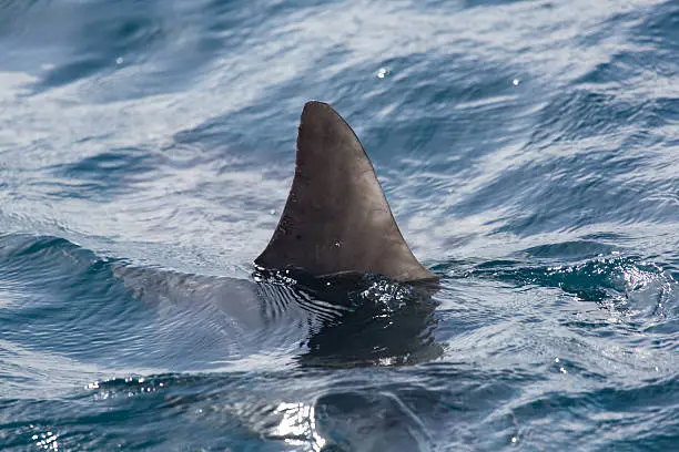 A high resolution image of a shark fin above water