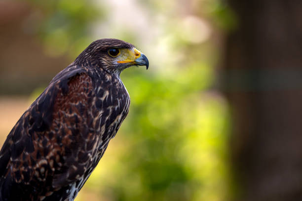 Harris's hawk portrait in the wild, looking threatening and observing