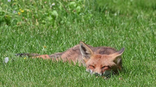 Fox soaking up the warmth of the sun