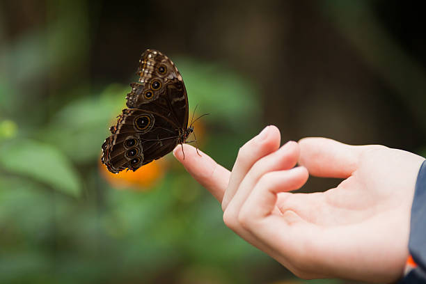 istock Brown owl butterfly sitting on a humans finger 157009540