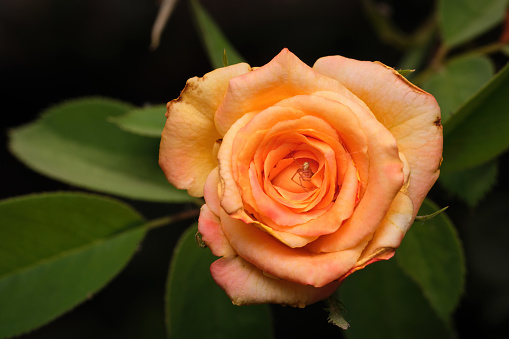 Orange rose with spider inside