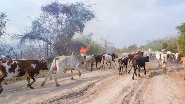 Fire in Pantanal Cattle being moved away from the fire in Pantanal region. diversidade stock pictures, royalty-free photos & images